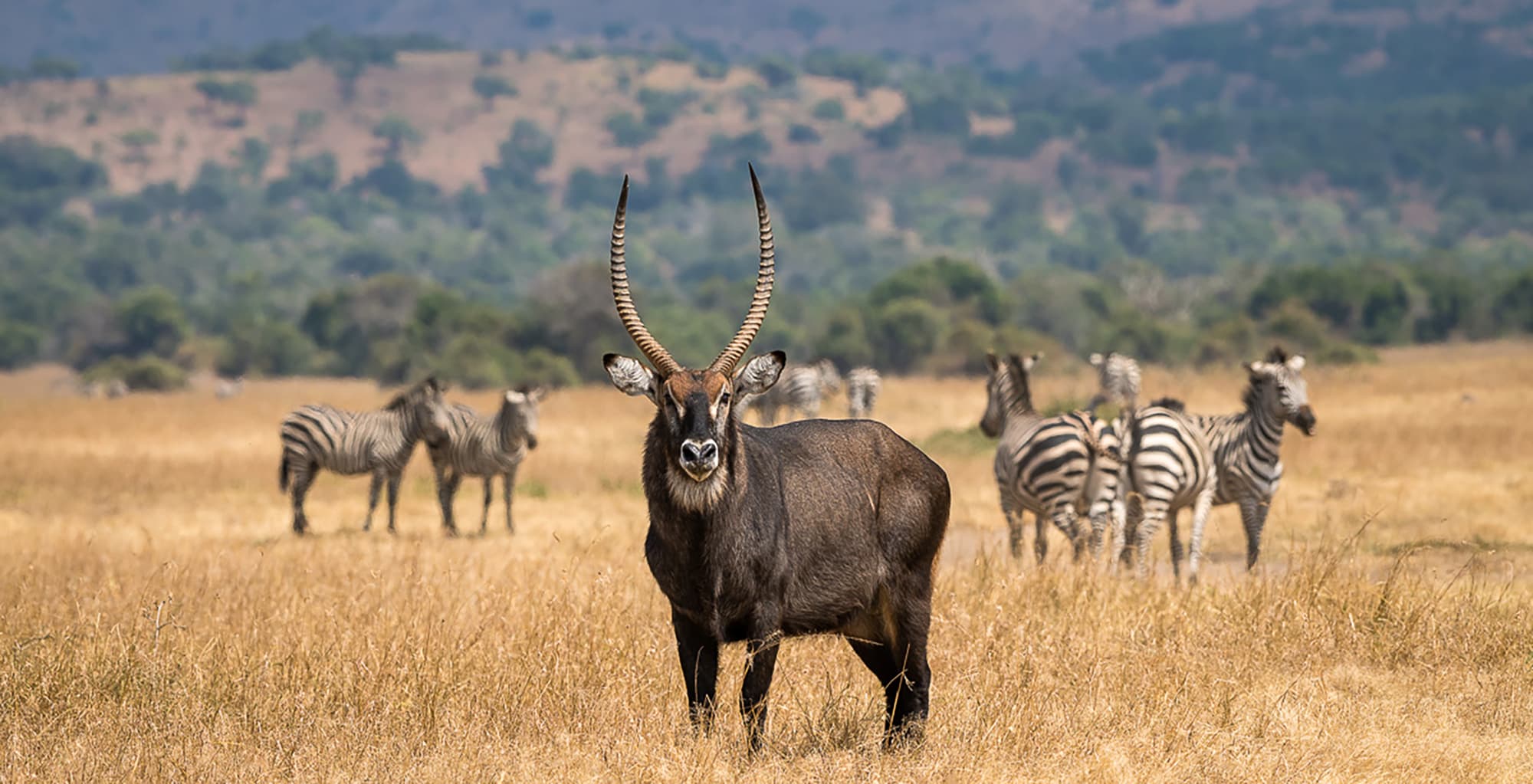 Akagera National Park, Rwanda