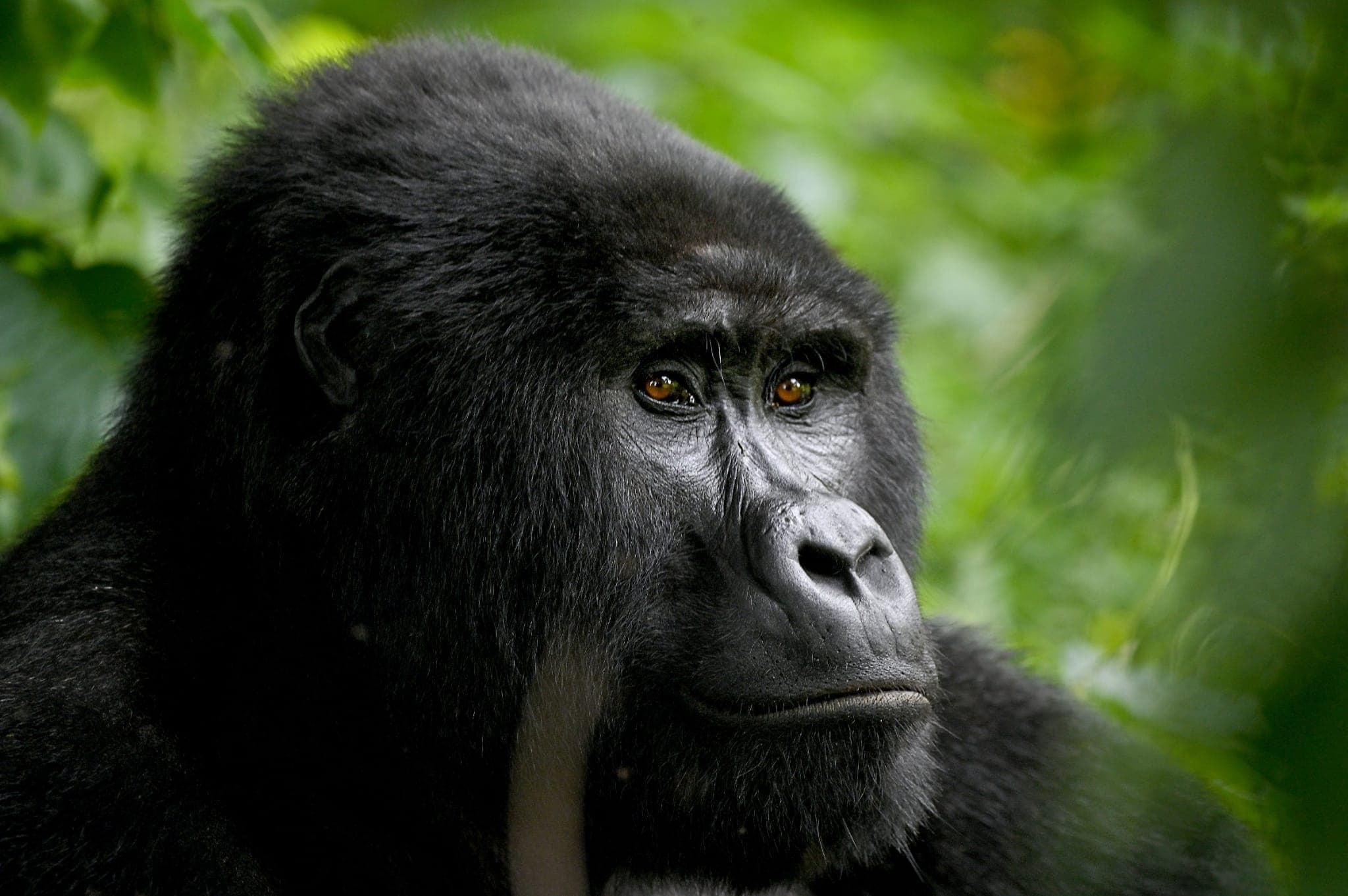 Mountain gorilla in Bwindi Impenetrable Forest, Uganda