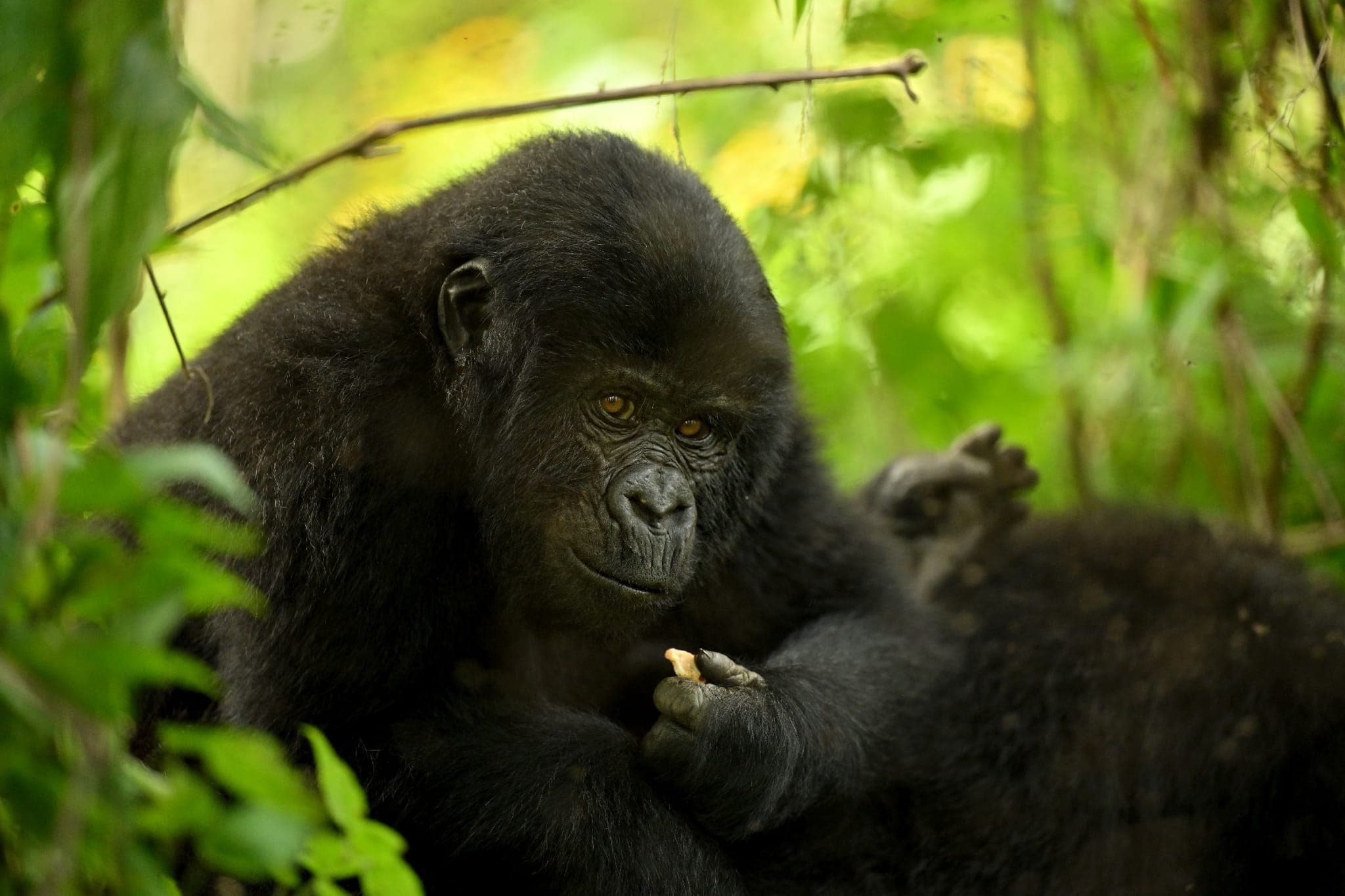 Mountain gorilla in Bwindi Impenetrable Forest, Uganda