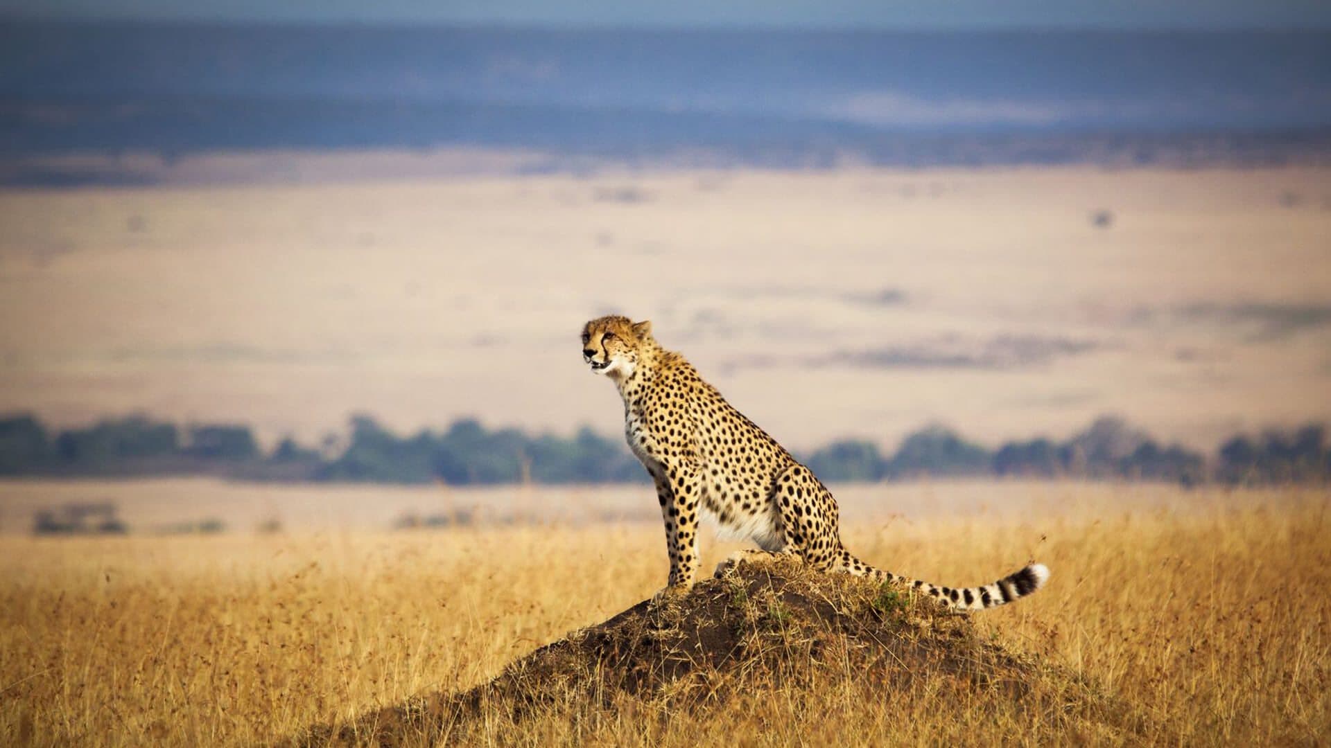 Cheetah in the Masai Mara, Kenya