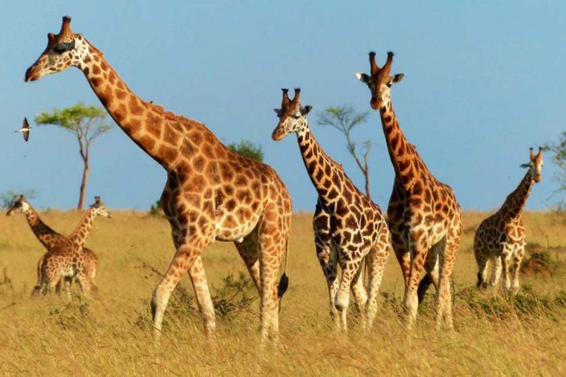 Murchison Falls National Park landscape