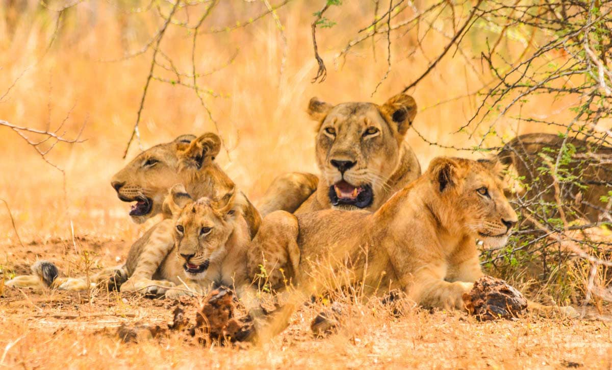 Queen Elizabeth National Park safari, Uganda