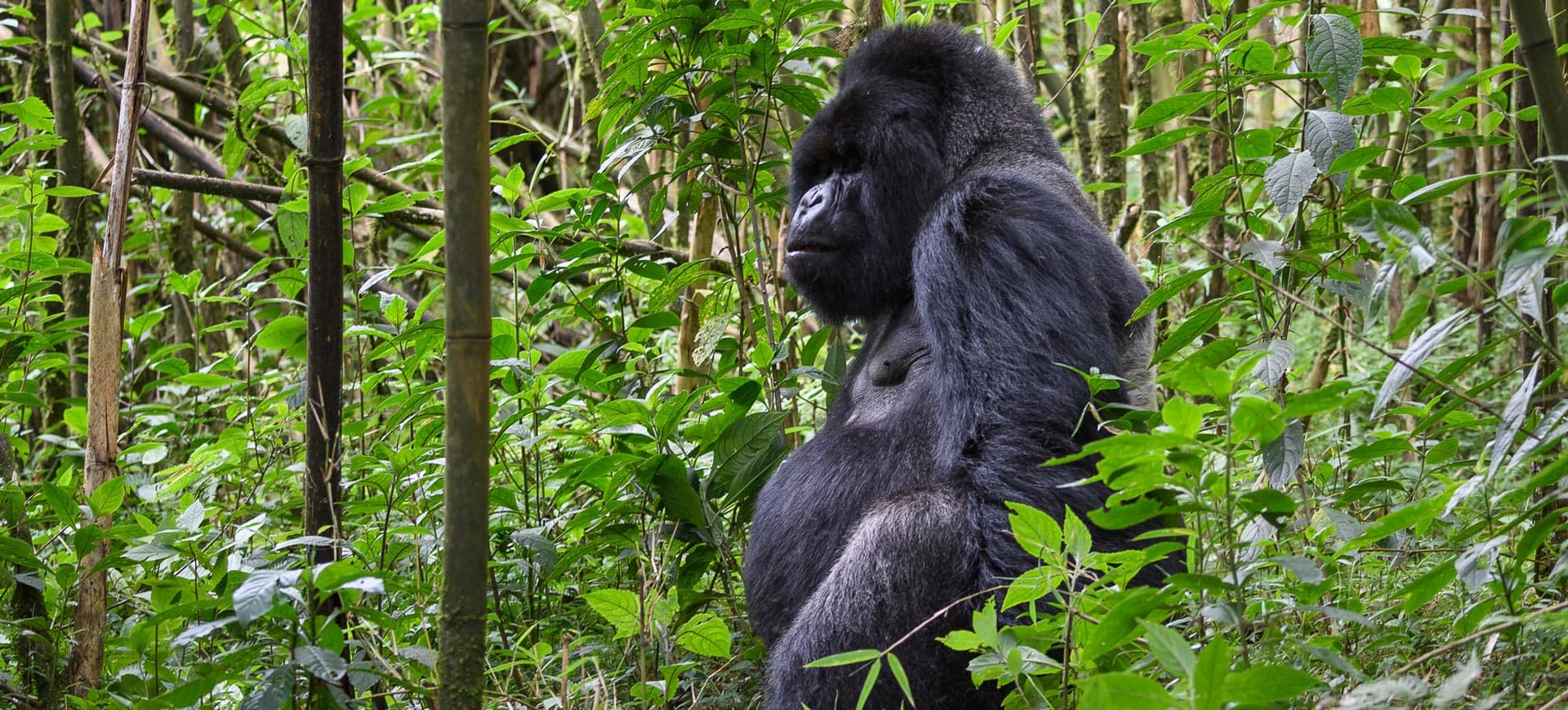 Volcanoes National Park, Rwanda