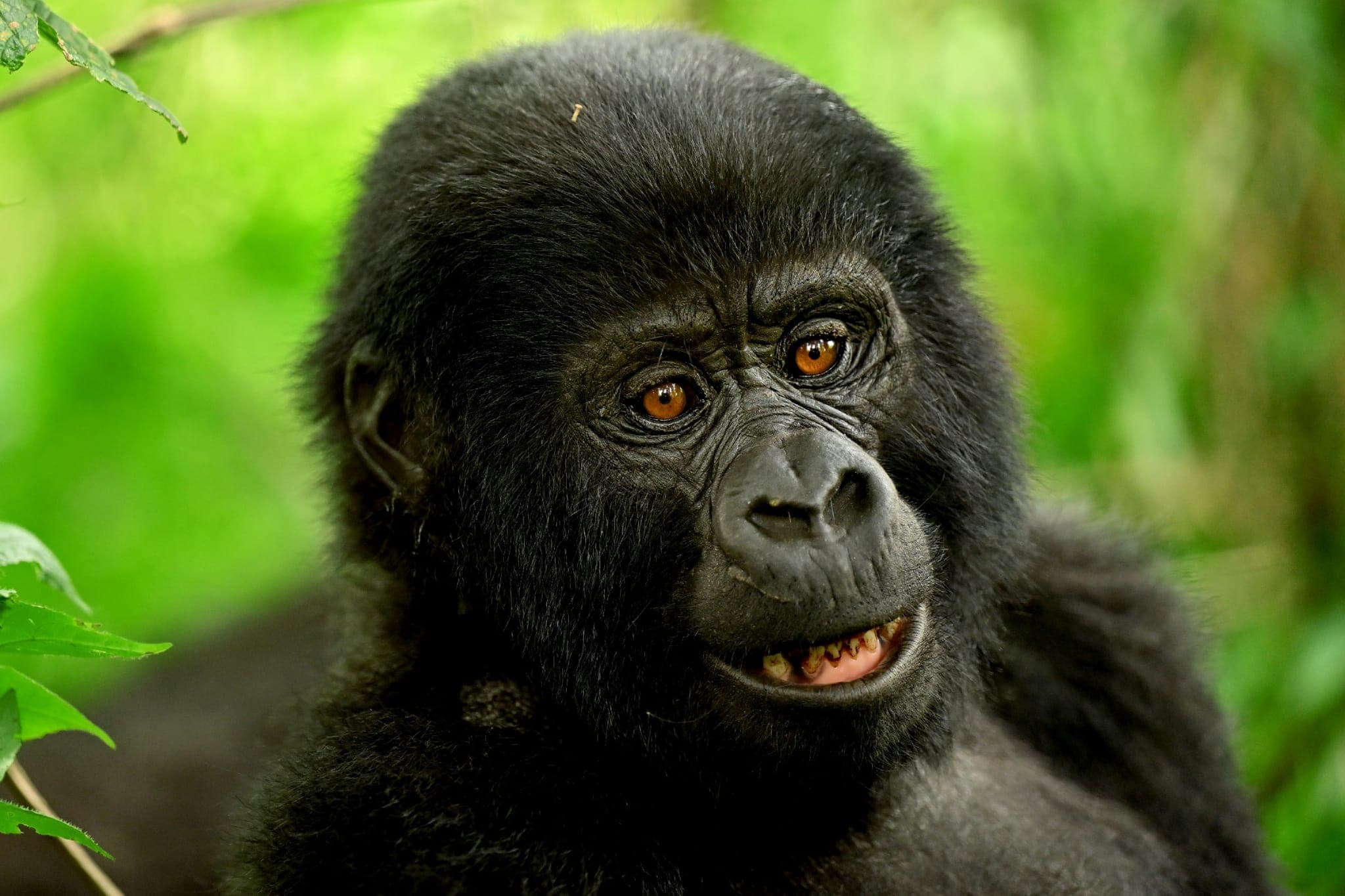 Bwindi Impenetrable Forest, Uganda