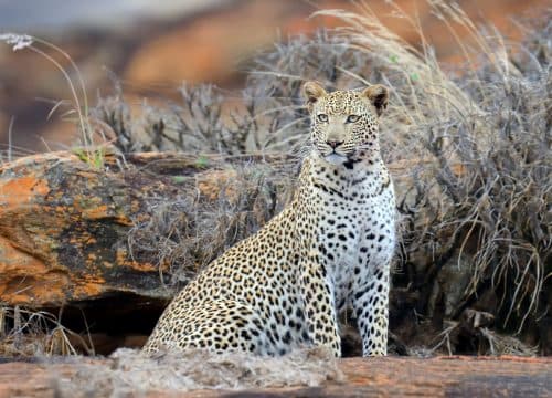 Tsavo East National Park landscape, Kenya
