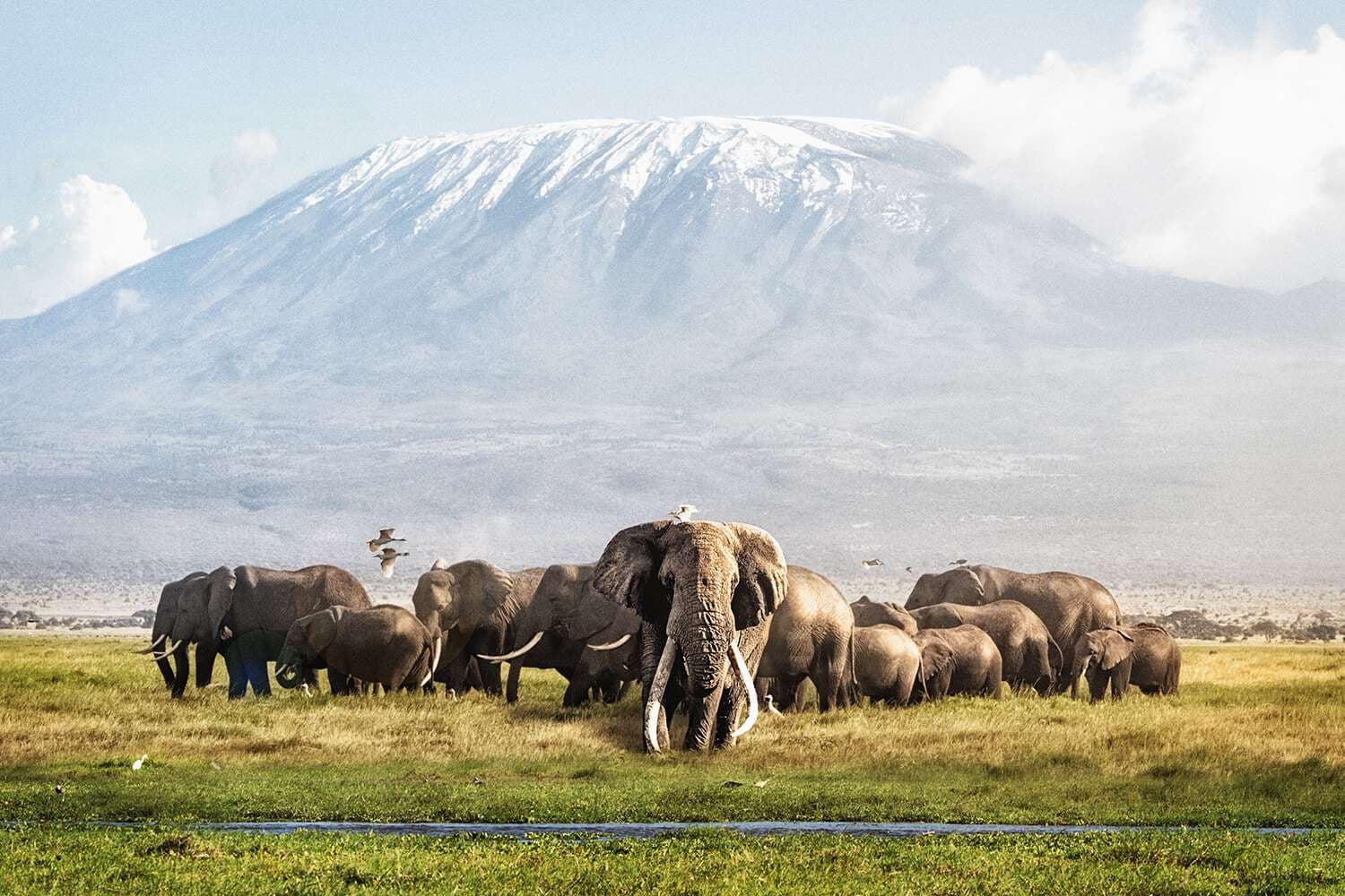 Elephants in Amboseli National Park