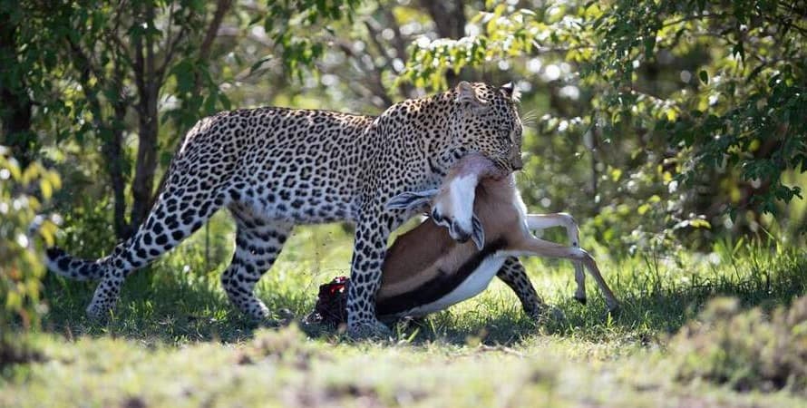Amboseli and Tsavo East safari landscape
