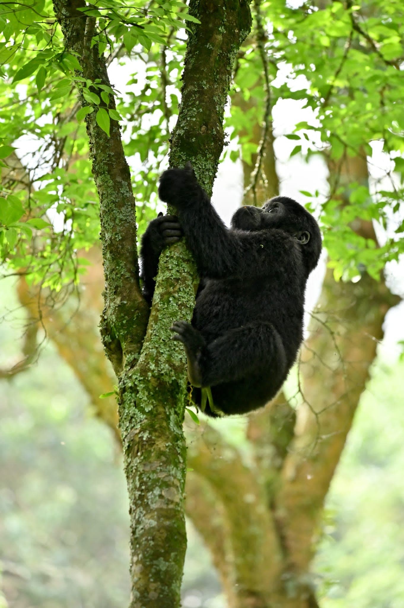 Mountain gorilla close-up, Bwindi