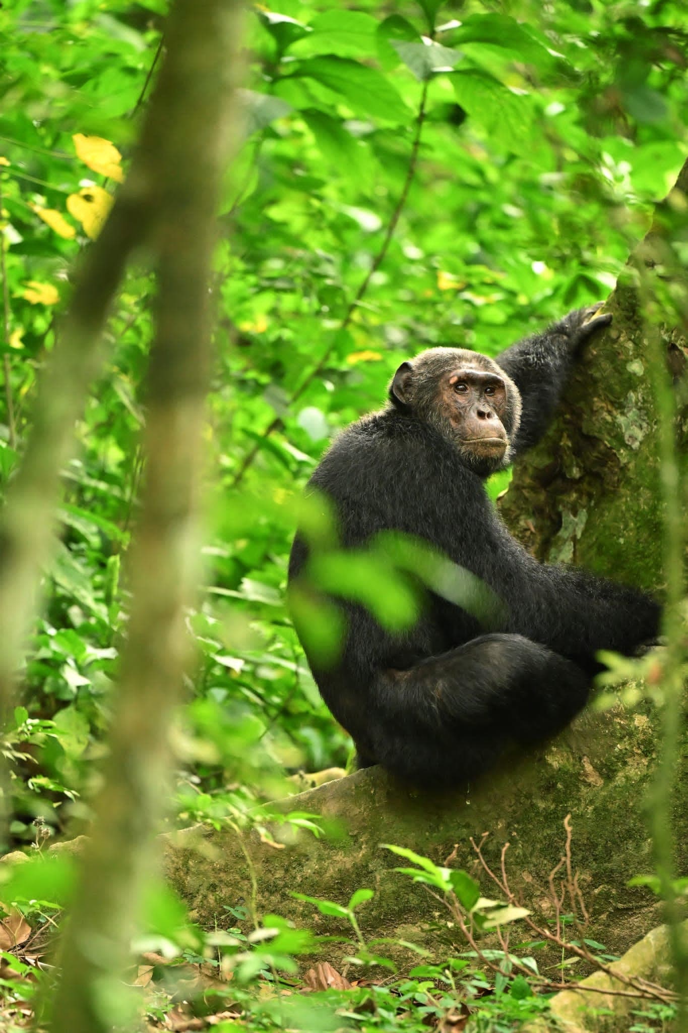 Mountain gorilla portrait, Bwindi