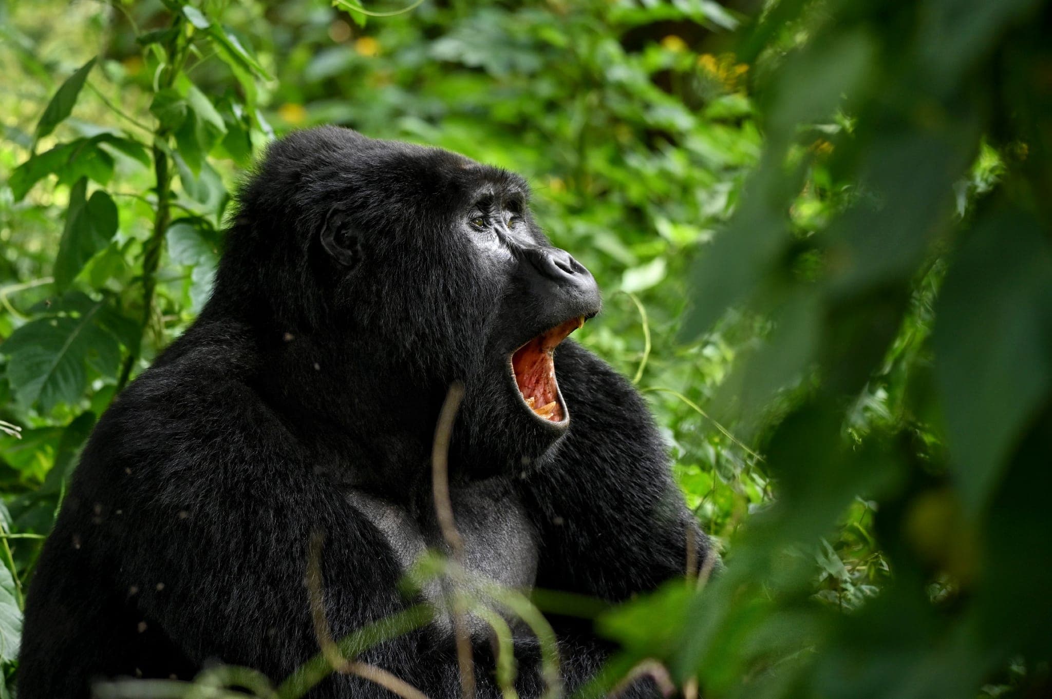 Mountain gorilla close-up, Bwindi