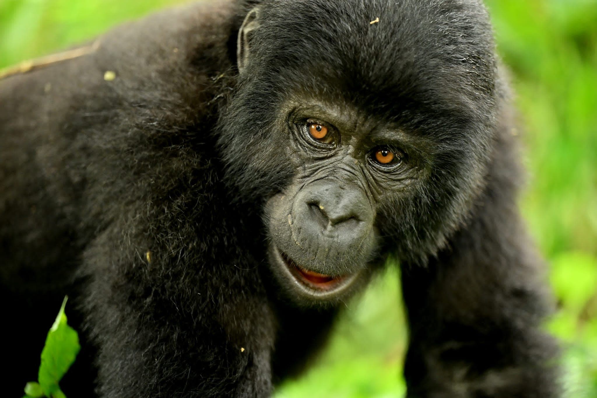 Gorilla family in Bwindi Impenetrable Forest
