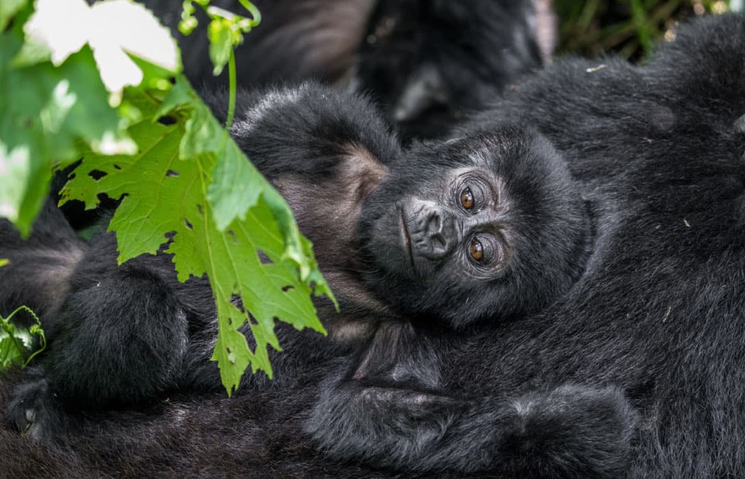 Mountain gorilla portrait, Bwindi