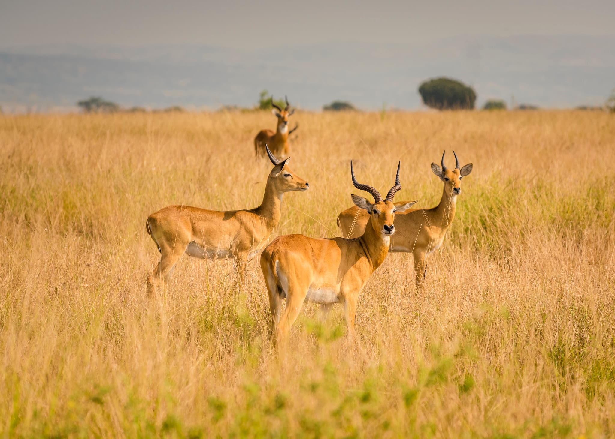 Queen Elizabeth National Park wildlife