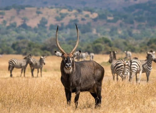 Akagera National Park wildlife, Rwanda
